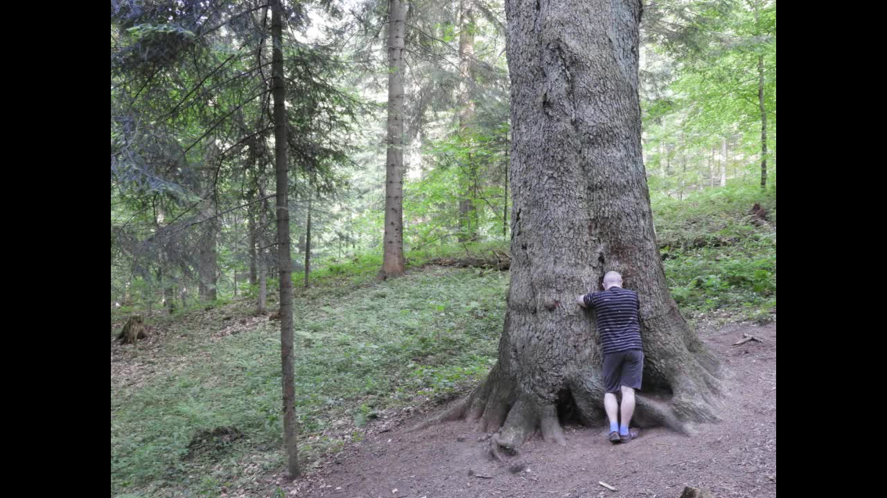 Bajka nr 54 - Jodła o nazwie Lasumiła (Bieszczady)