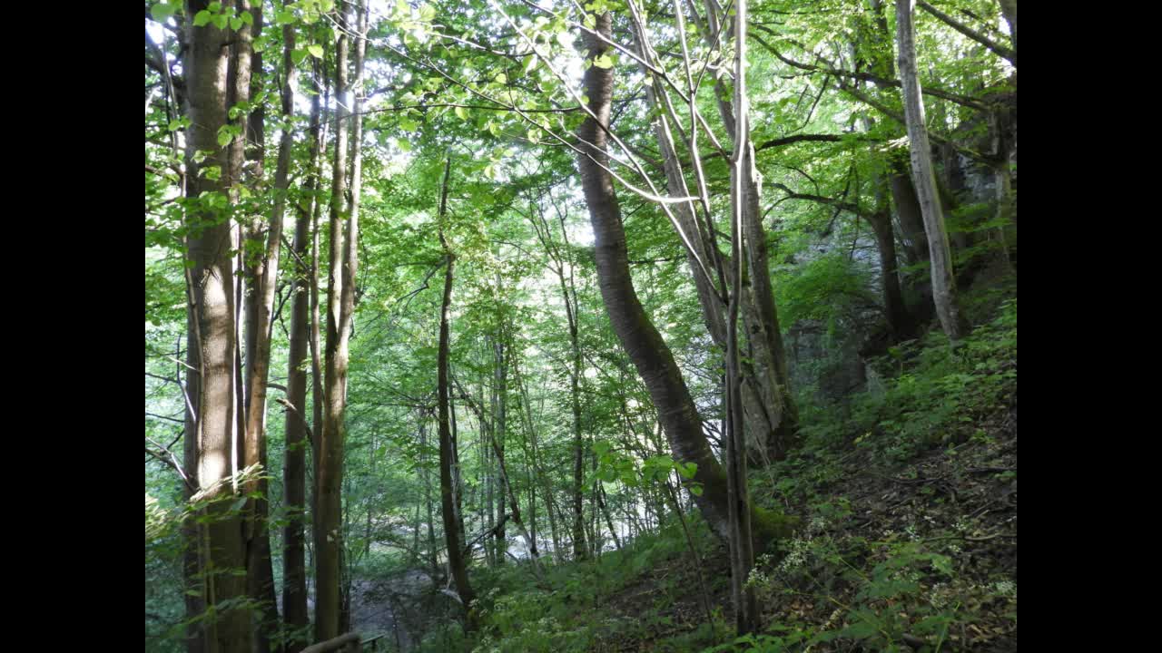 Bajka nr 51 - Jaskinia w Rosolinie (Bieszczady)